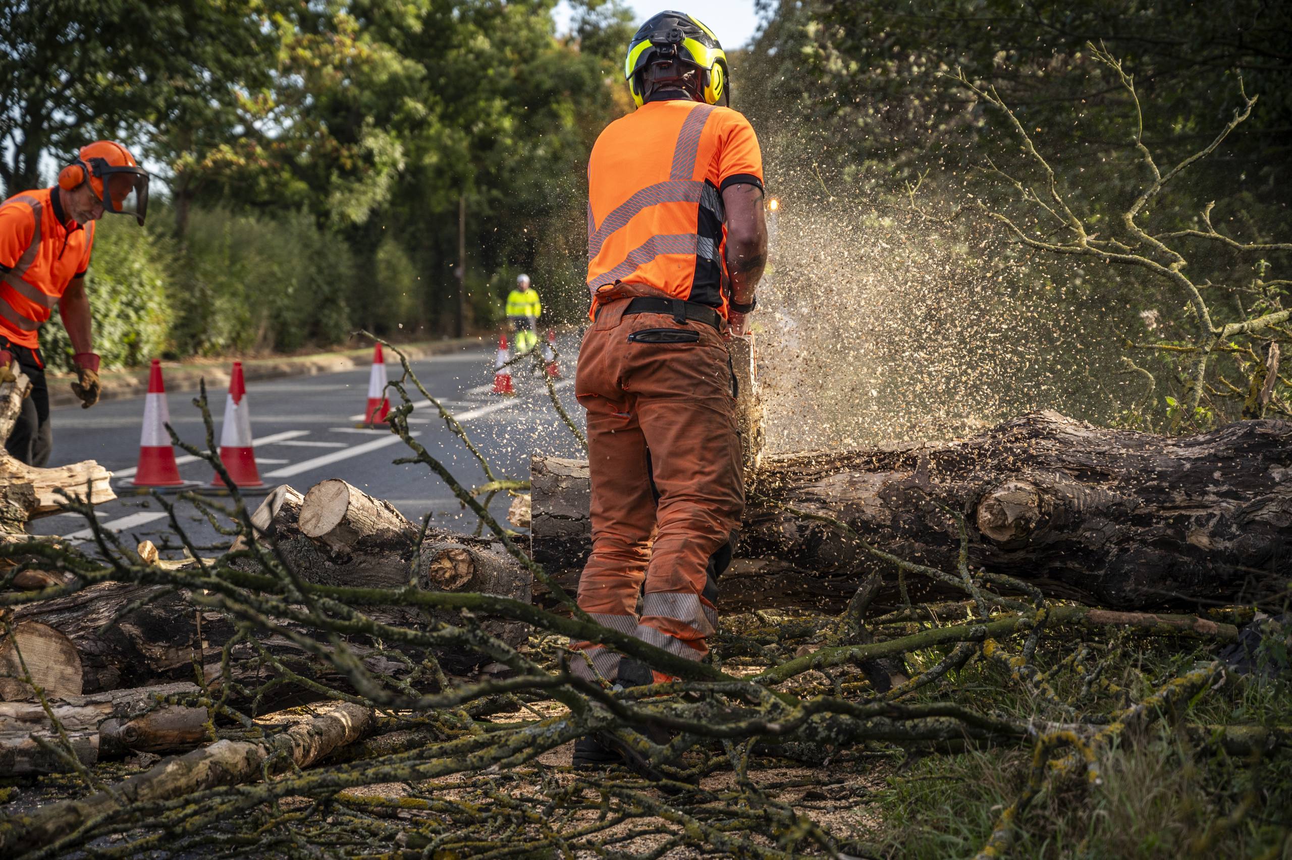 All About Arboriculture